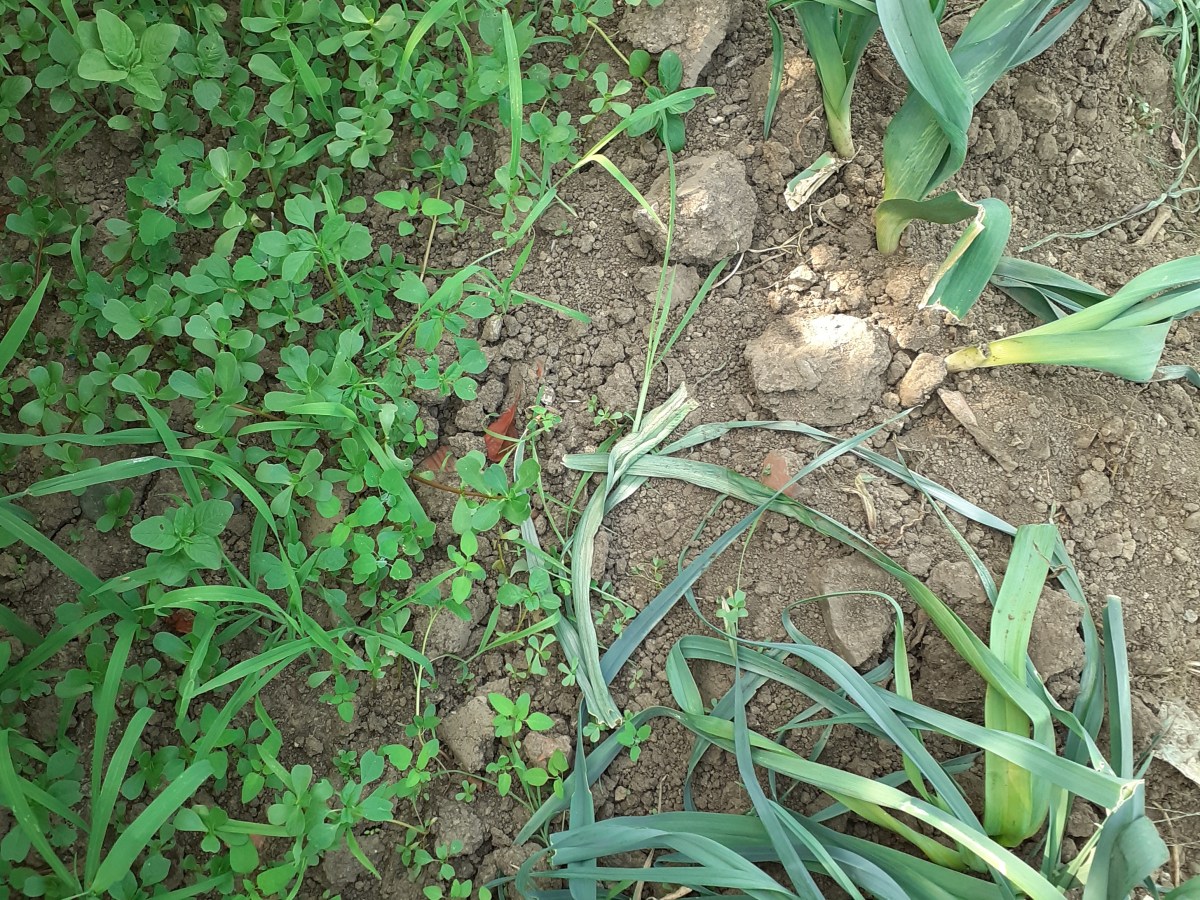 Essen wir das&nbsp;Falsche?